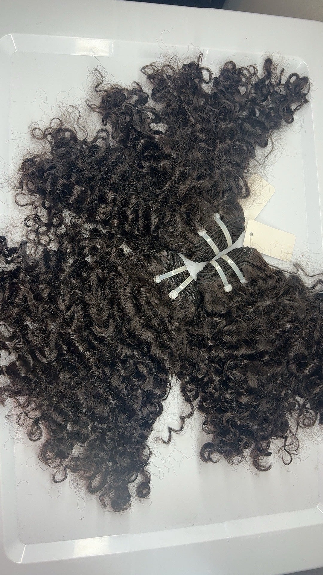 Raw Burmese Curly